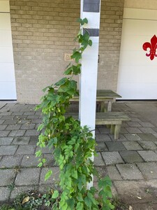 hopplant-teras hopplant-teras